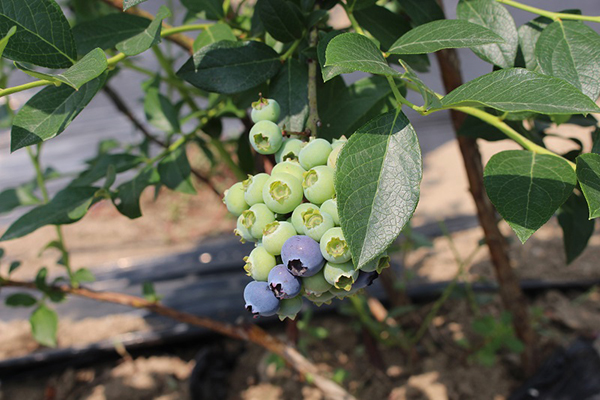 蓝莓树苗种植基地