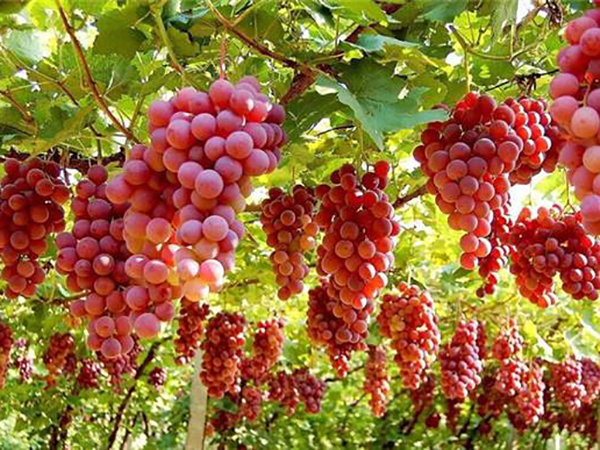 凌海市鸿园葡萄种植专业合作社