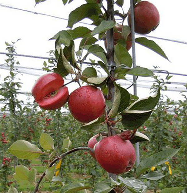 红心苹果苗种植基地