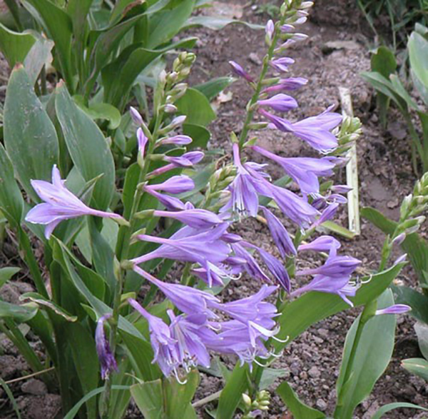 紫玉簪花卉基地