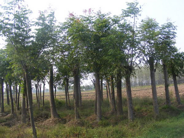 荆州市红环苗木种植专业合作社