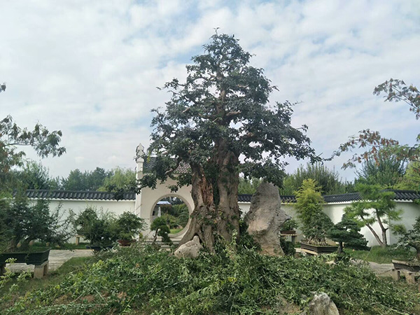 荆州凯宇苗木盆景绿化有限公司