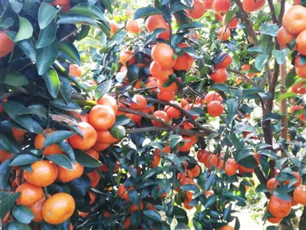 西林县红桔水果种植有限公司