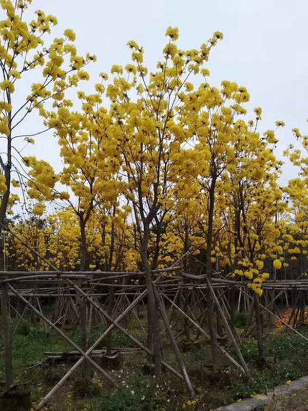 黄花风铃木种植基地