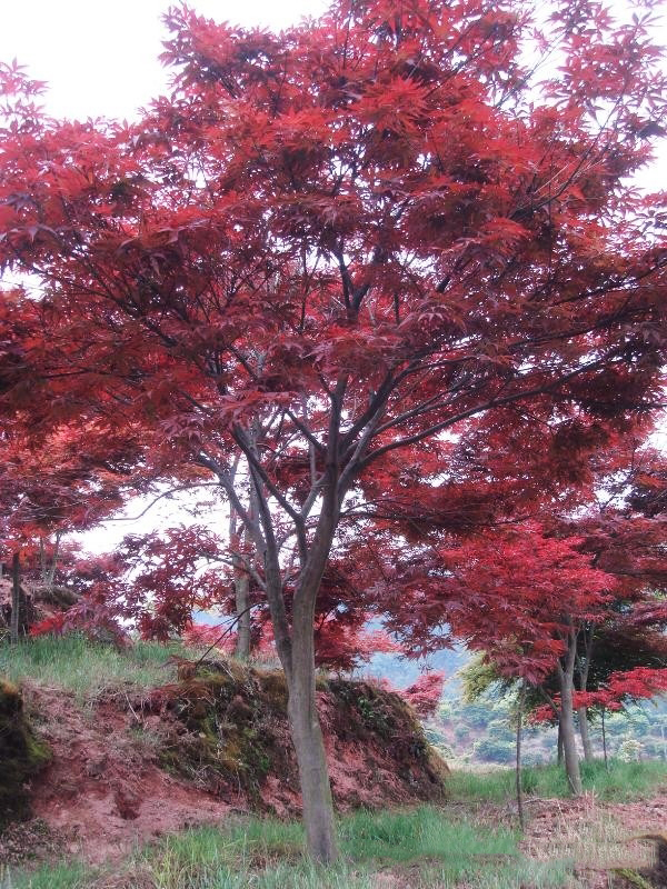 红枫树苗木基地