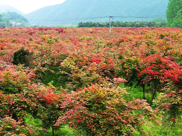 日本红枫种植基地