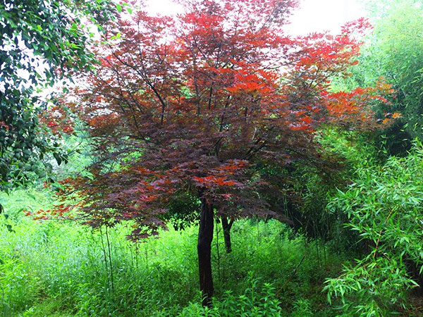日本红枫树苗基地