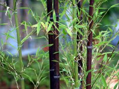 紫竹的生长特点及绿化中的应用