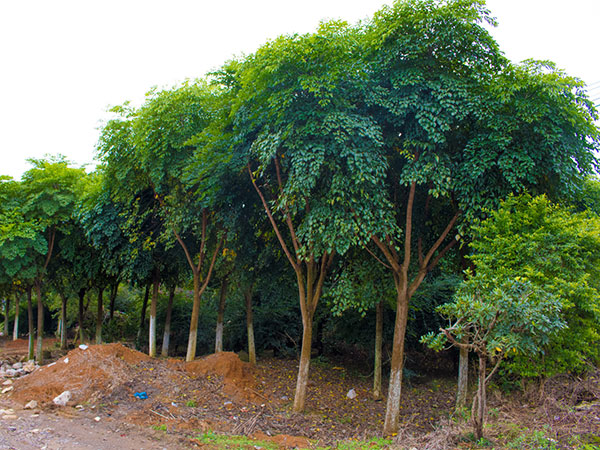 广西艺景园林工程有限责任公司