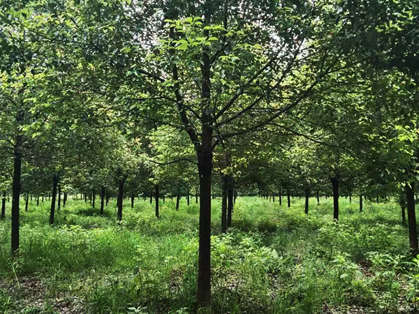 新干县优质园林花木场