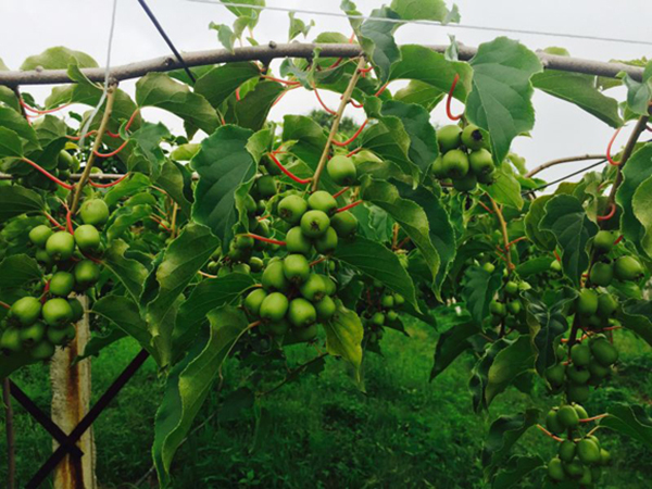 软枣猕猴桃种植基地