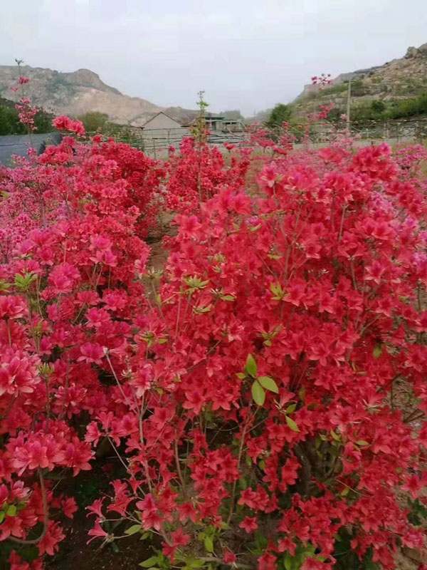 映山红花卉基地