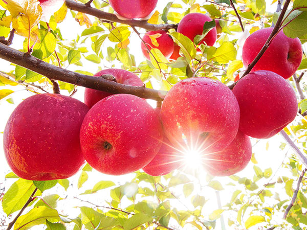 红富士苹果种植基地