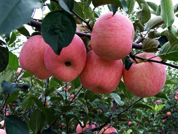 栖霞苹果苗种植基地