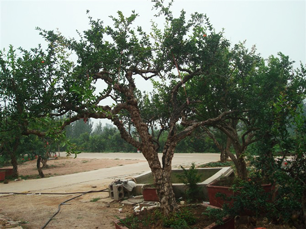 枣庄石榴盆景