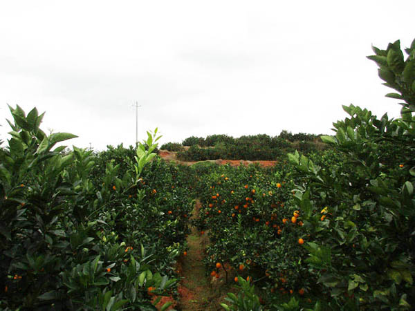 赣州脐橙种植基地