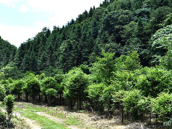 江西安福红豆杉种植开发投资有限责任公司