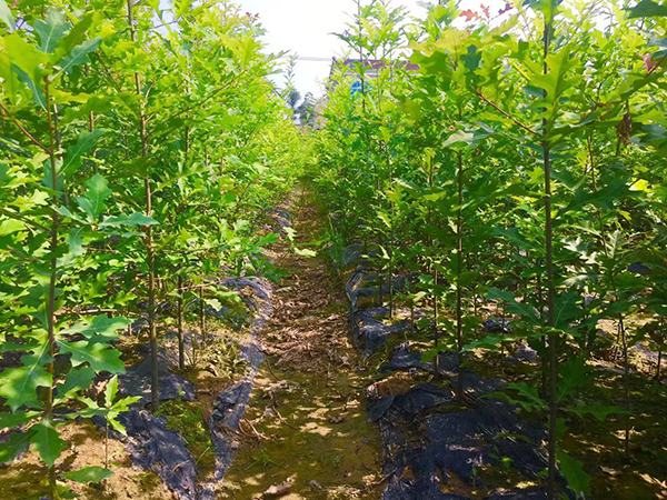 安徽红橡树种植基地