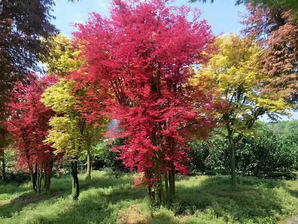 日本红枫种植基地