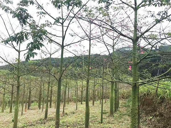 柳州市威霖园林绿化工程有限公司