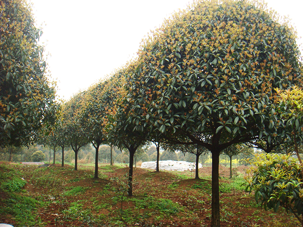 柳州市绿茵苗木种植有限责任公司
