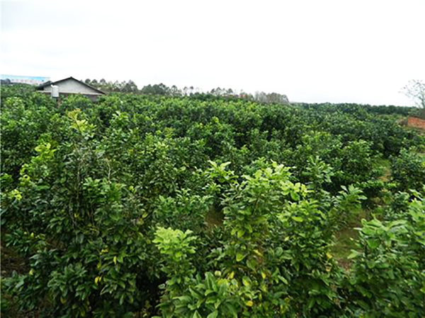 湖南红肉柚种植基地