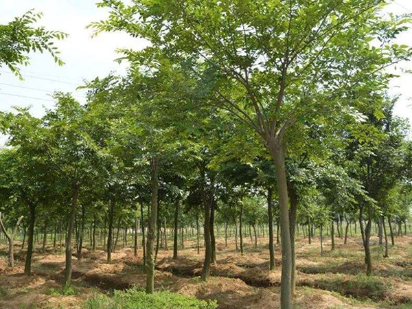 安徽傲城园林绿化工程有限公司