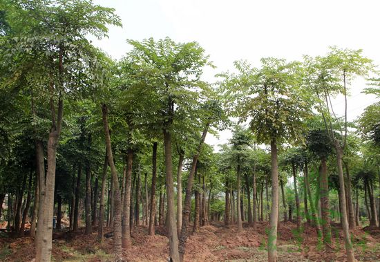 自贡晟景园林工程有限公司