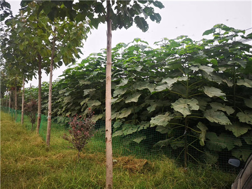 兰考县佰超种植专业合作社