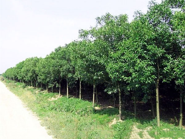 温县宇冬园林绿化工程有限公司