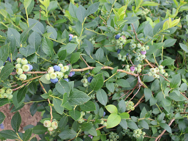 蓝莓苗木基地