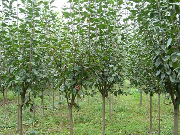 景县信诺苗木种植业农民专业合作社
